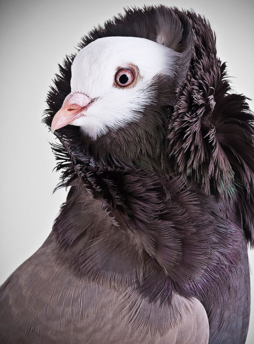 ridiculousbirdfaces - Darwin’s Pigeons book series by Richard...