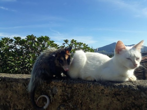 catsbeaversandducks - Baby The Opossum And Diego The CatBest...