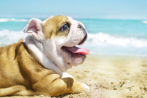 elkbone - English Bulldog puppy at the seaBefore and after...