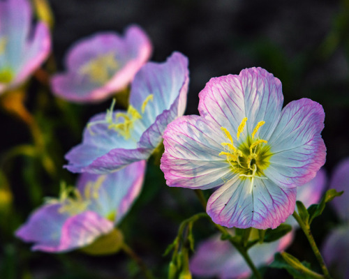 lawrencejeffersonphotography - Evening-Primroses in the late...