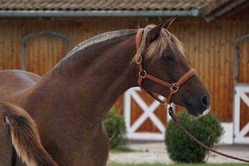 scarlettjane22 - Gestüt Schloss Amerang PRE horse breeder