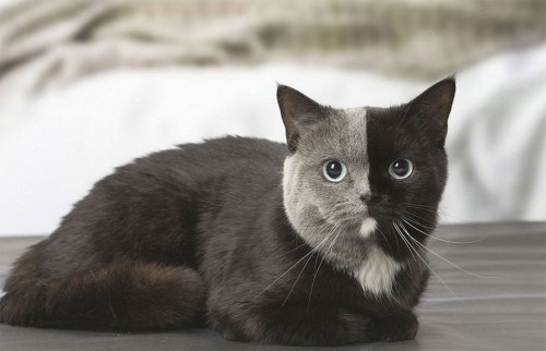 boredpanda:Rare Kitten Born With ‘Two Faces’ Grows Up Into The...