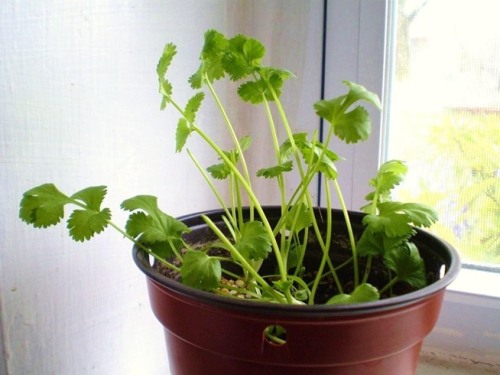 robosnotart - amroyounes - 8 vegetables that you can regrow...