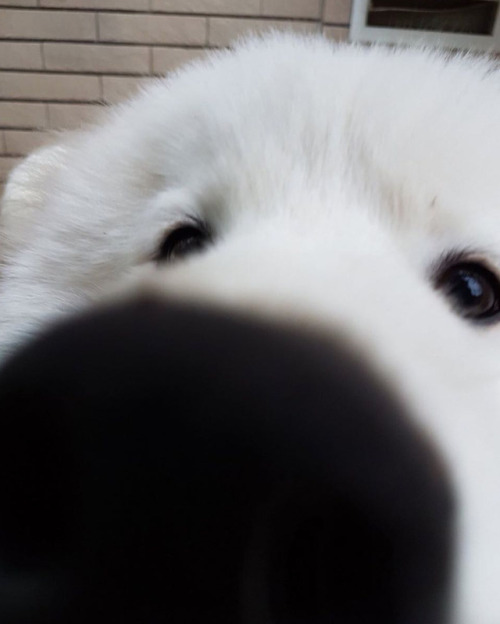 animalrates:This polar bear just took a magical selfie.. could...