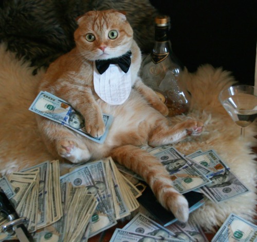 thelulusoldier - alxbngala - Money Cats masterpost, to have your...