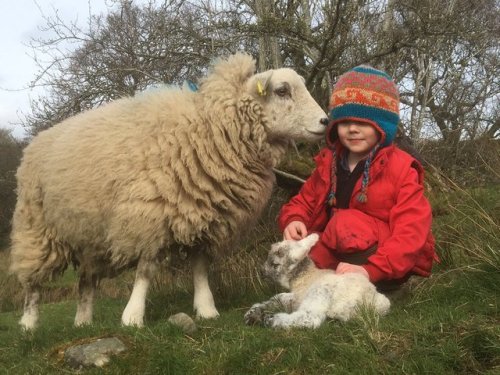 pagewoman:“My son’s sheep lambed.They are old friends.He...