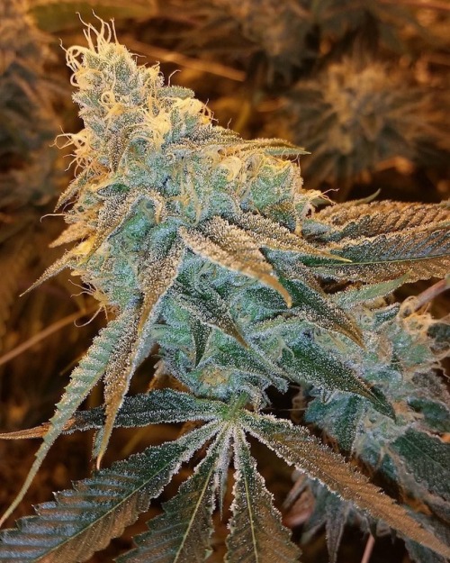 Cannabis Growers Blog - Cannabis Seeds for sale