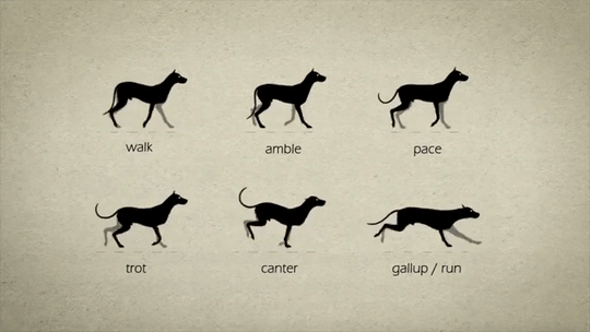 animationtips - gif87a-com - Animal Gaits for Animators by Stephen...