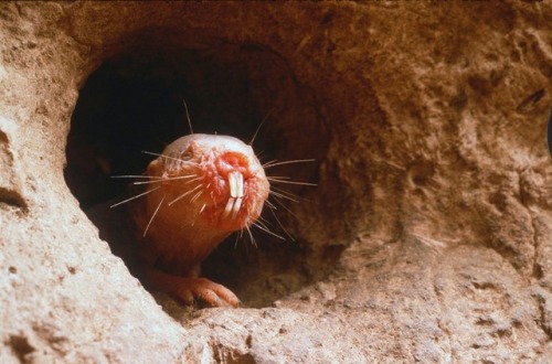New research find that the naked mole rat’s chances of dying do...