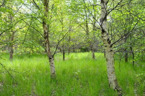 woodlandtrust - Russian Birch - Nathaniel BellowsIs it agony...