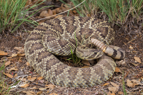lovingexotics - Mojave Rattlesnake Crotalus Scutulatus Source - ...