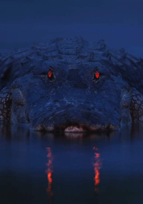 thecheshirecass - nubbsgalore - the red eyeshine of the alligator...