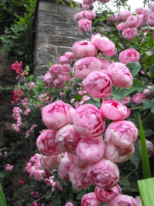 yellowrose543 - Pretty pink roses Via Pinterest