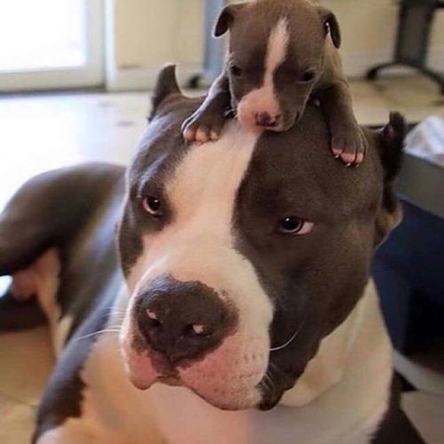 babyanimalgifs - so you’re telling me, this is the big bad breed...