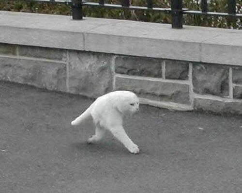 youmake-kittyscared - google street view made half a cat i cant...