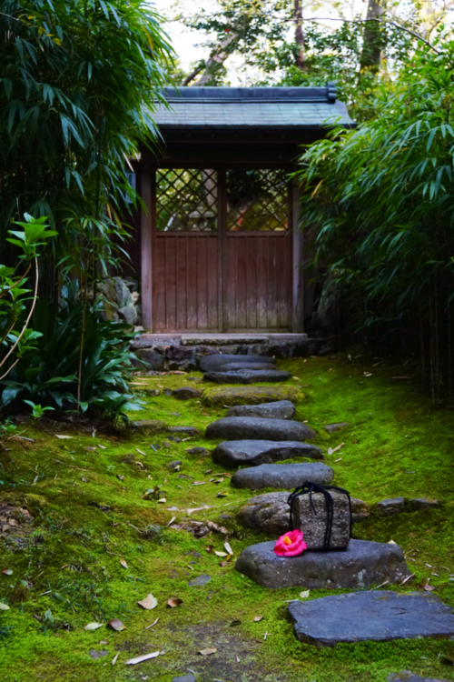 chitaka45 - 京都 法然院 椿寺kyoto hounenin temple camellia