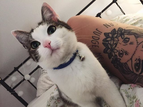 Tattoos & Cats