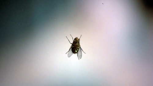 sesiondemadrugada - The Fly (David Cronenberg, 1986).