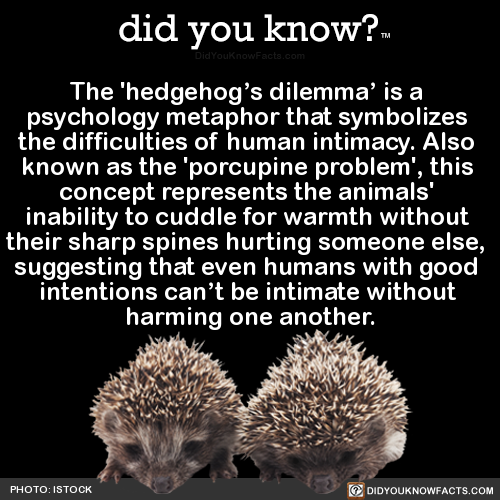 the-hedgehogs-dilemma-is-a-psychology-metaphor