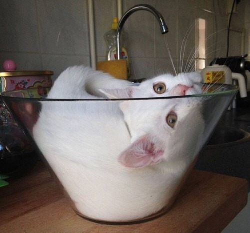 65-percent-puns - Cats are liquidIf I fits, I sits