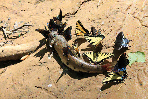 congenitaldisease - Butterflies eating a dead fish.