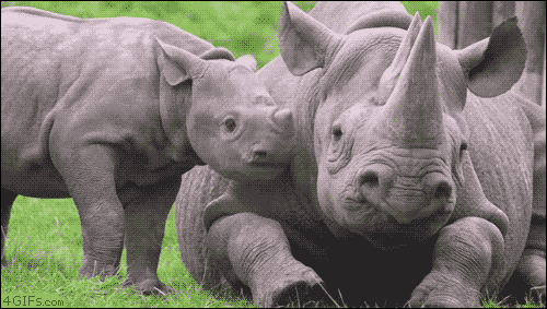 kirkmaynardart - obeekris - 4gifs - Rhino calf pesters his mom....
