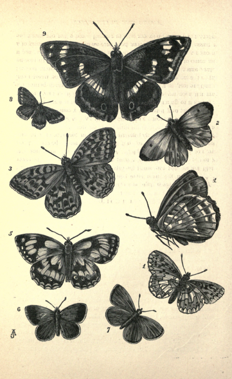 nemfrog - Lepidoptera. The boys and girls book of science. 1881....