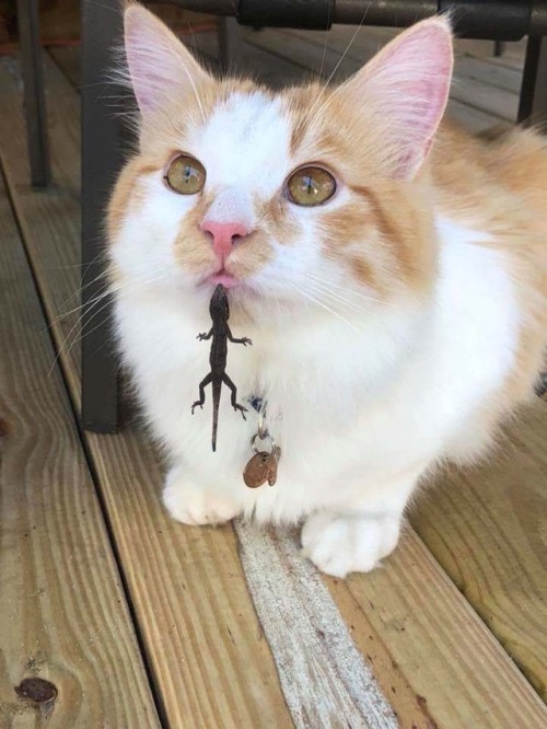 poochcrew:My friend’s cat playing with the lizards.