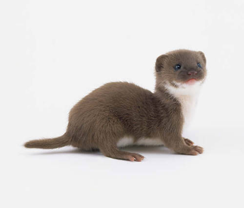 cedrwydden - @kotaplez Some baby weasels, stoats, and ferrets to...