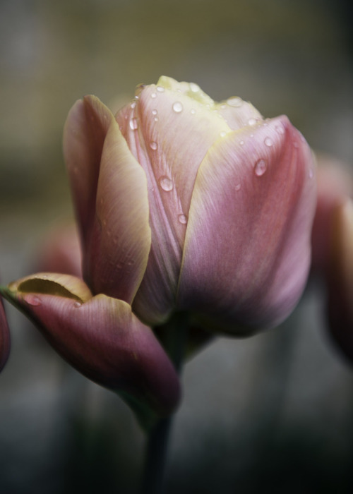 andantegrazioso - Tulips | Clare Havill