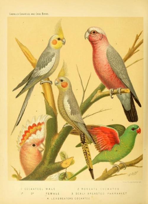 heaveninawildflower - ‘Parrots and Parrakeets’ taken from ‘The...