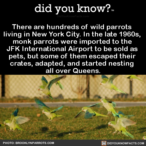 there-are-hundreds-of-wild-parrots-living-in-new