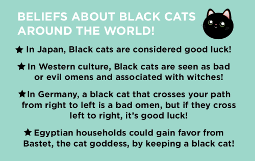 thetinytabby - It’s October! Black cats are often associated...
