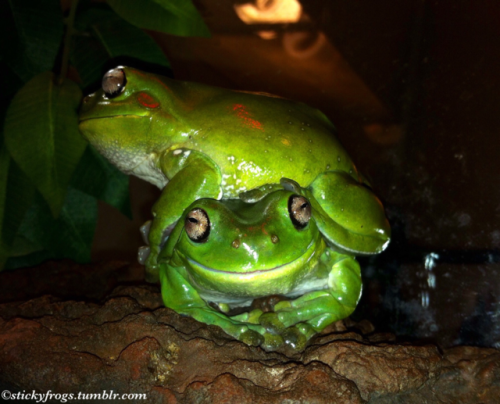 stickyfrogs - Today’s Featured Fashion Accessory is the stylish...
