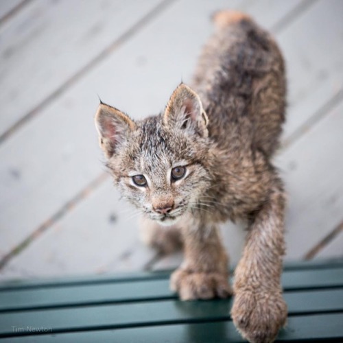 catsbeaversandducks - Anchorage Resident Tim Newton Awoke To The...