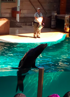 California sea lion Pepper greets the crowd at Taronga Zoo.