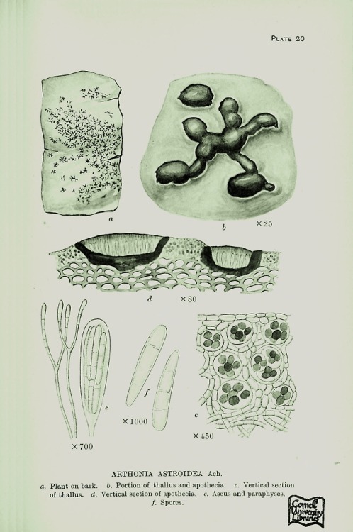 A monograph of lichens found in Britain being a descriptive...