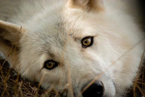 her-wolf:White Wolf by WallacePx