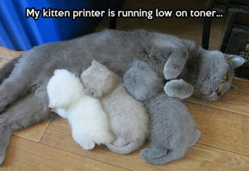 dulimano - habkeinbock - epicjohndoe - Cat Printer@dulimano...