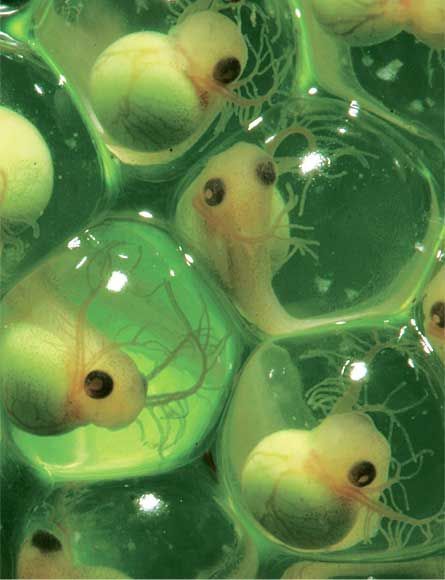 congenitaldisease:Tree frog embryos.
