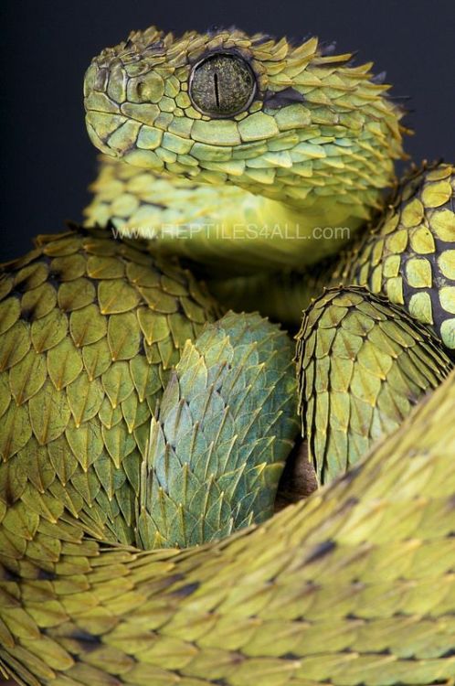 earthlynation:Spiny Bush Viper. Source