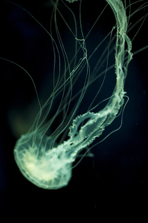 h4ilstorm - Jellyfish (by Mondayne)