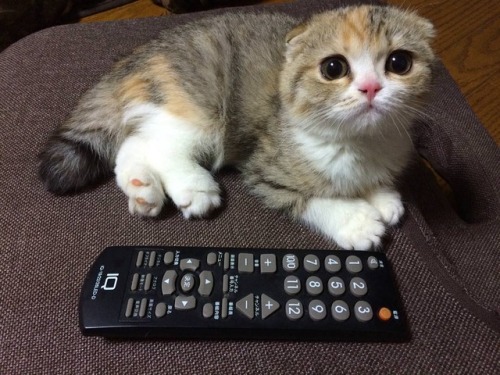 awwww-cute - T.V. remote for scale. (Source - ...