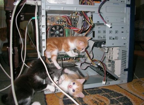 ratliker1917 - cpu stands for “cat processing unit”