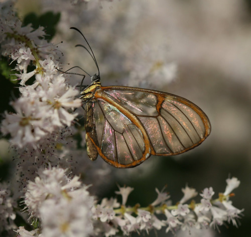 gardenofgod - Glasswing Butterfly (Greta Oto), byceferreira.