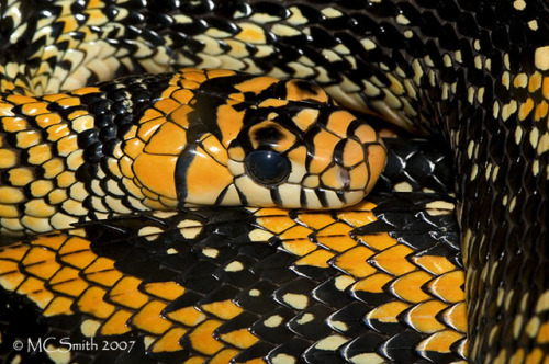 lovingexotics - Mexican Tiger Rat Snake Spilotes Pullatus...