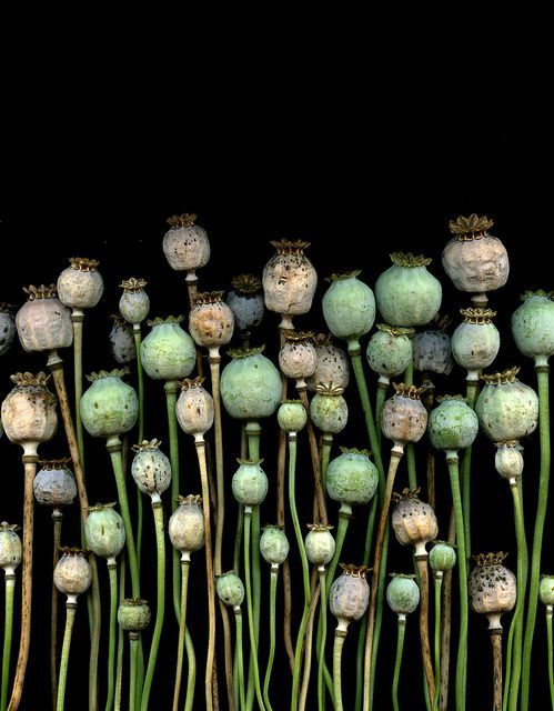 pearl-nautilus - Papaver somniferum by horticultural art on...