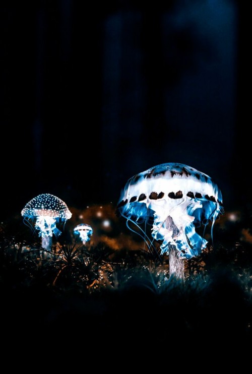 j-k-i-ng:“Jelly-Mushroom“ by | Hüseyin Şahin