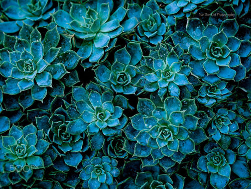 euph0r14 - macro | Succulent Plant 02 | by WeiSanOoi |...