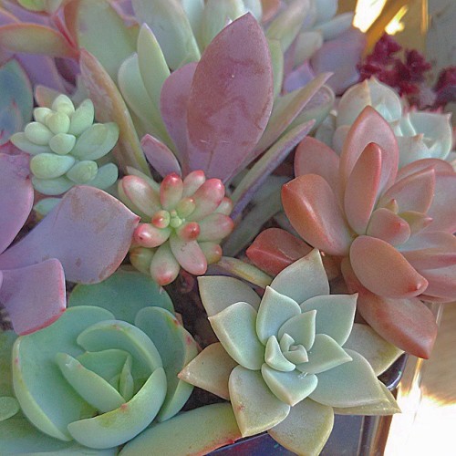 amor-por-los-cactus - Lindos colores de succulents soo cute